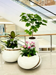 江北花木租赁管理九条建议，少走弯路